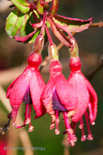 Fuchsia campos-portoi