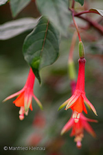 Fuchsia decussata