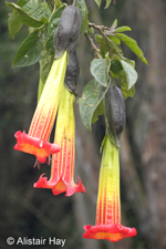 Brugmansia sanguinea (Ruiz & Pavón) G. Don