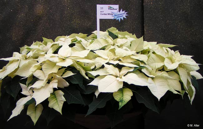 Euphorbia pulcherrima 'Cortez White'