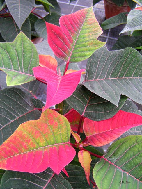 Euphorbia pulcherrima - Farbentwicklung 8.November