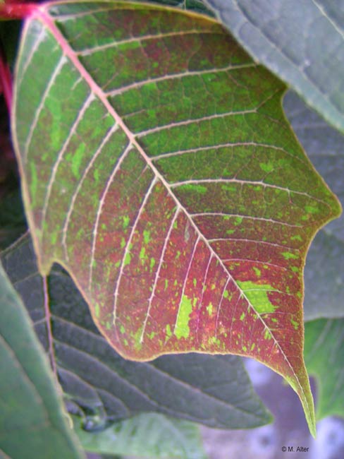 Euphorbia pulcherrima -Farbentwicklung 8. Oktober