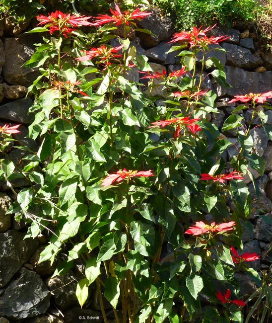 Euphorbia pulcherrima Freilandpflanzung in Mexiko