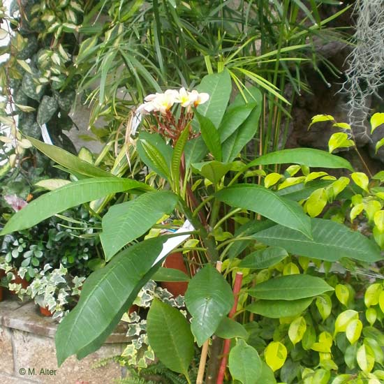 Frangipani - Plumeria rubra
