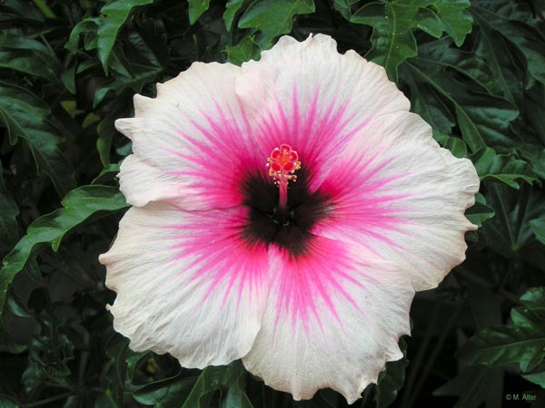 Hibiscus rosa-sinensis 
