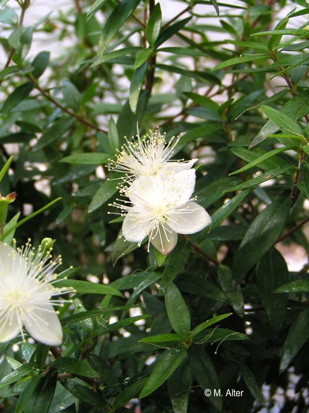 Myrtus communis Blütenstand