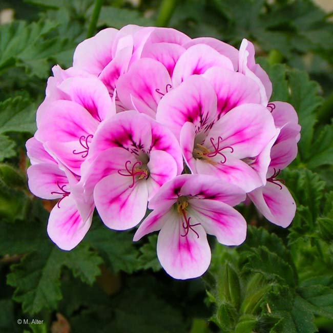  Pelargonium 'Rose of England' 
