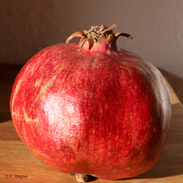 Punica granatum - Frucht