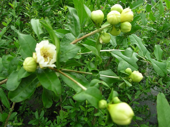 Punica granatum - Sorte mit weisser Blüte